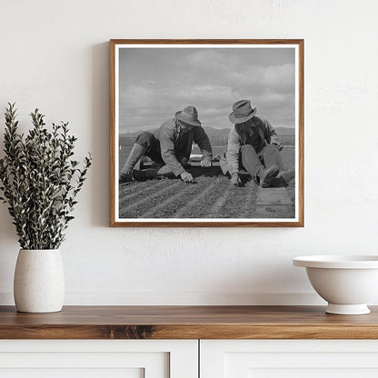 1942 Workers Weeding Guayule Nursery in Salinas California - Available at KNOWOL