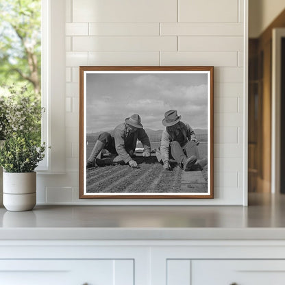 1942 Workers Weeding Guayule Nursery in Salinas California - Available at KNOWOL