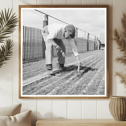 1942 Workers Weeding Guayule Seedbeds in Salinas California - Available at KNOWOL