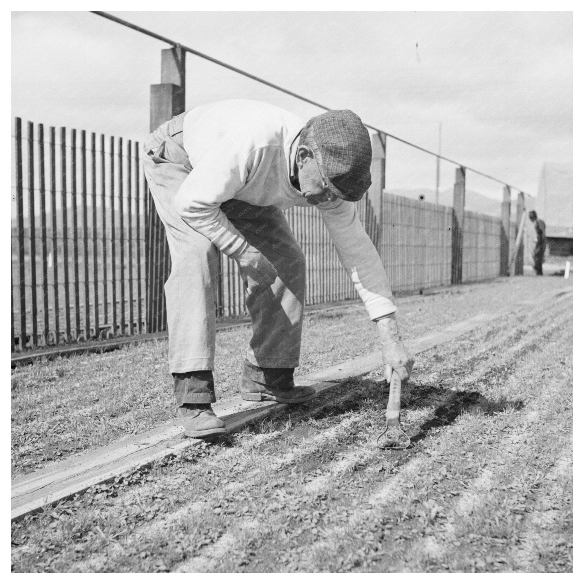 1942 Workers Weeding Guayule Seedbeds in Salinas California - Available at KNOWOL