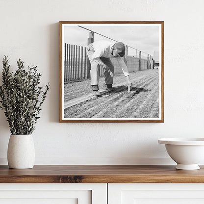 1942 Workers Weeding Guayule Seedbeds in Salinas California - Available at KNOWOL