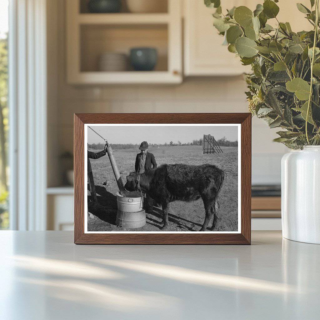 1944 Vintage Photo of Child Watering Calf on Oklahoma Farm - Available at KNOWOL