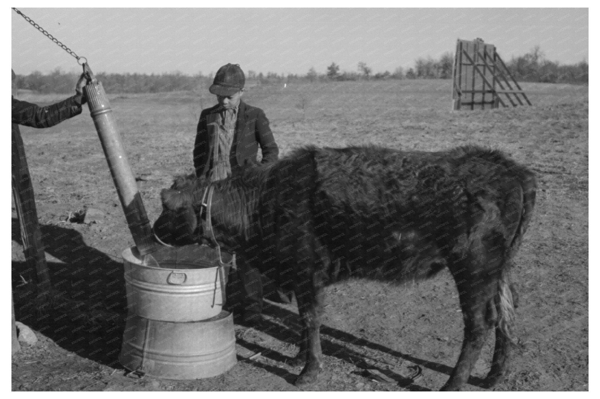 1944 Vintage Photo of Child Watering Calf on Oklahoma Farm - Available at KNOWOL