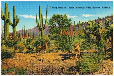Tucson, AZ: Young deer in Tucson Mountain Park