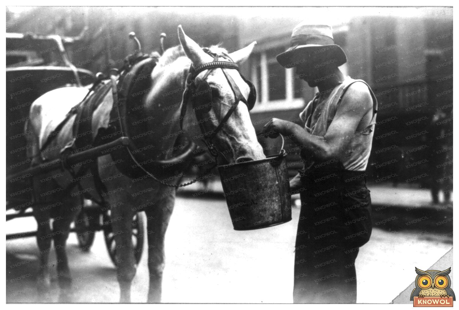 City Horse Refreshing in 1910 New York Scene