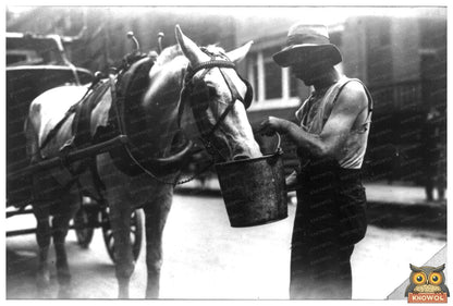 City Horse Refreshing in 1910 New York Scene