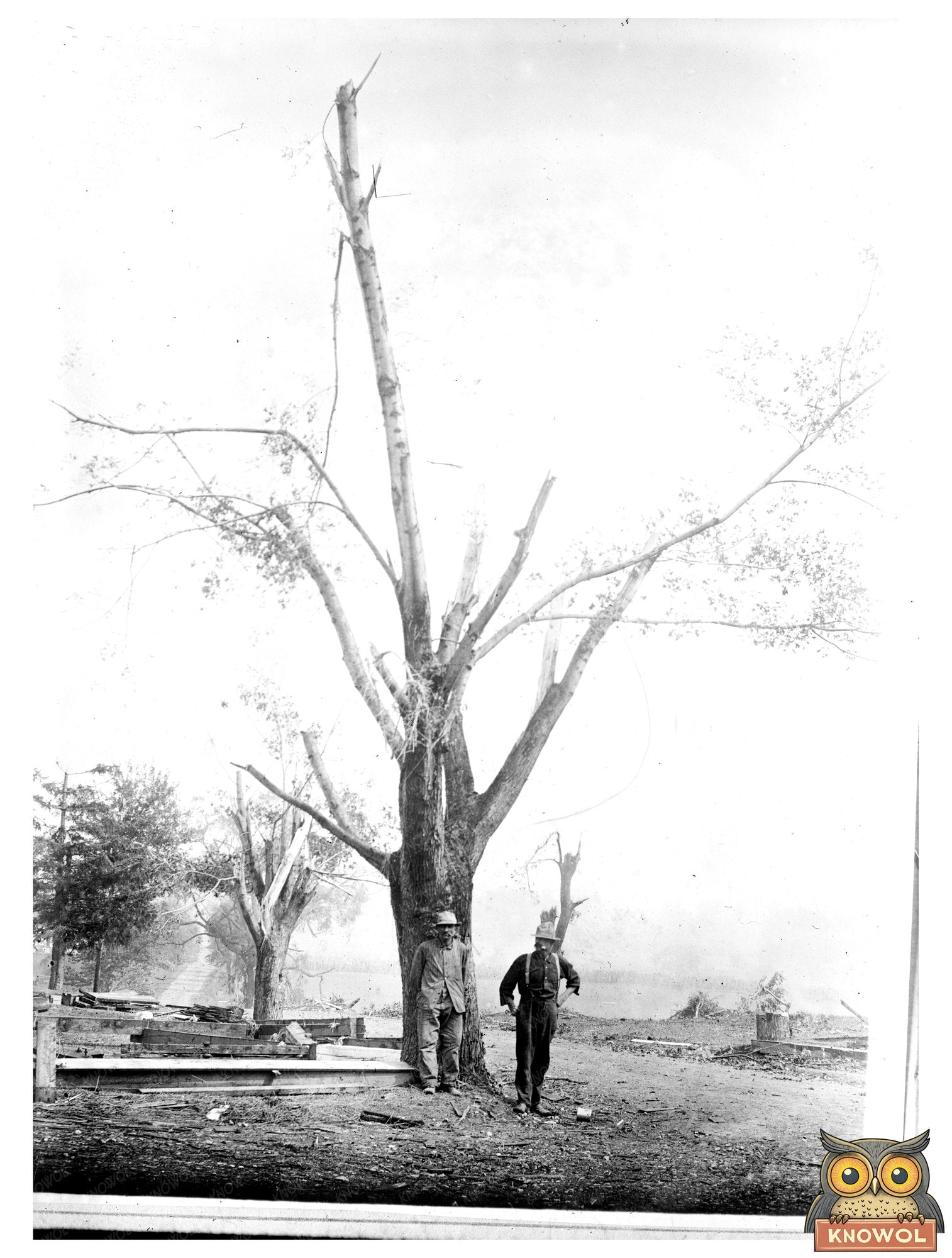 Devastated Tree After 1910 Geneva Cyclone