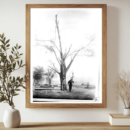 Devastated Tree After 1910 Geneva Cyclone
