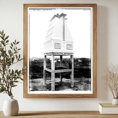Historic Bat Roost, San Antonio Print, Vintage Art