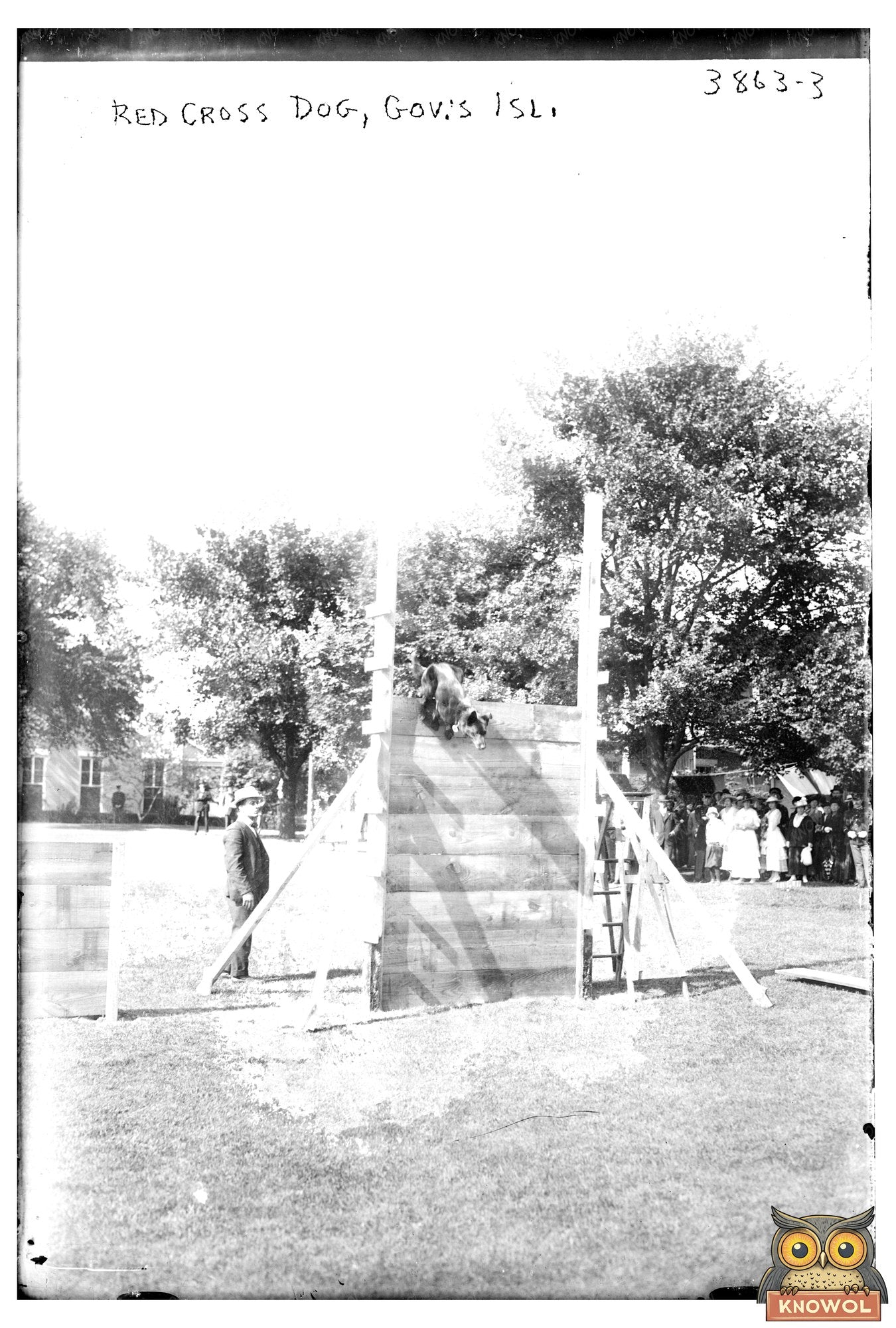 Heroic Red Cross Dog on Governor’s Island, 1916