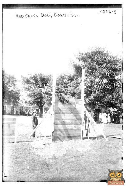 Heroic Red Cross Dog on Governor’s Island, 1916