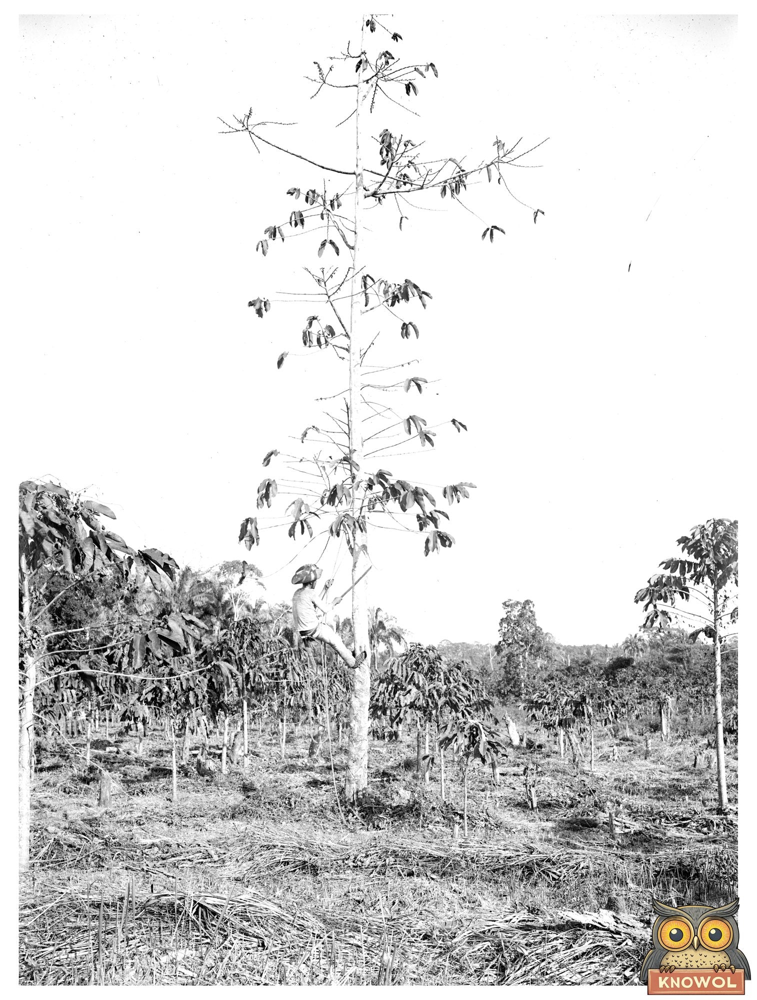 Historic Native tapping Cultivated Rubber Tree with Machete (New Way) Print, Vintage Art