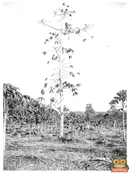 Historic Native tapping Cultivated Rubber Tree with Machete (New Way) Print, Vintage Art