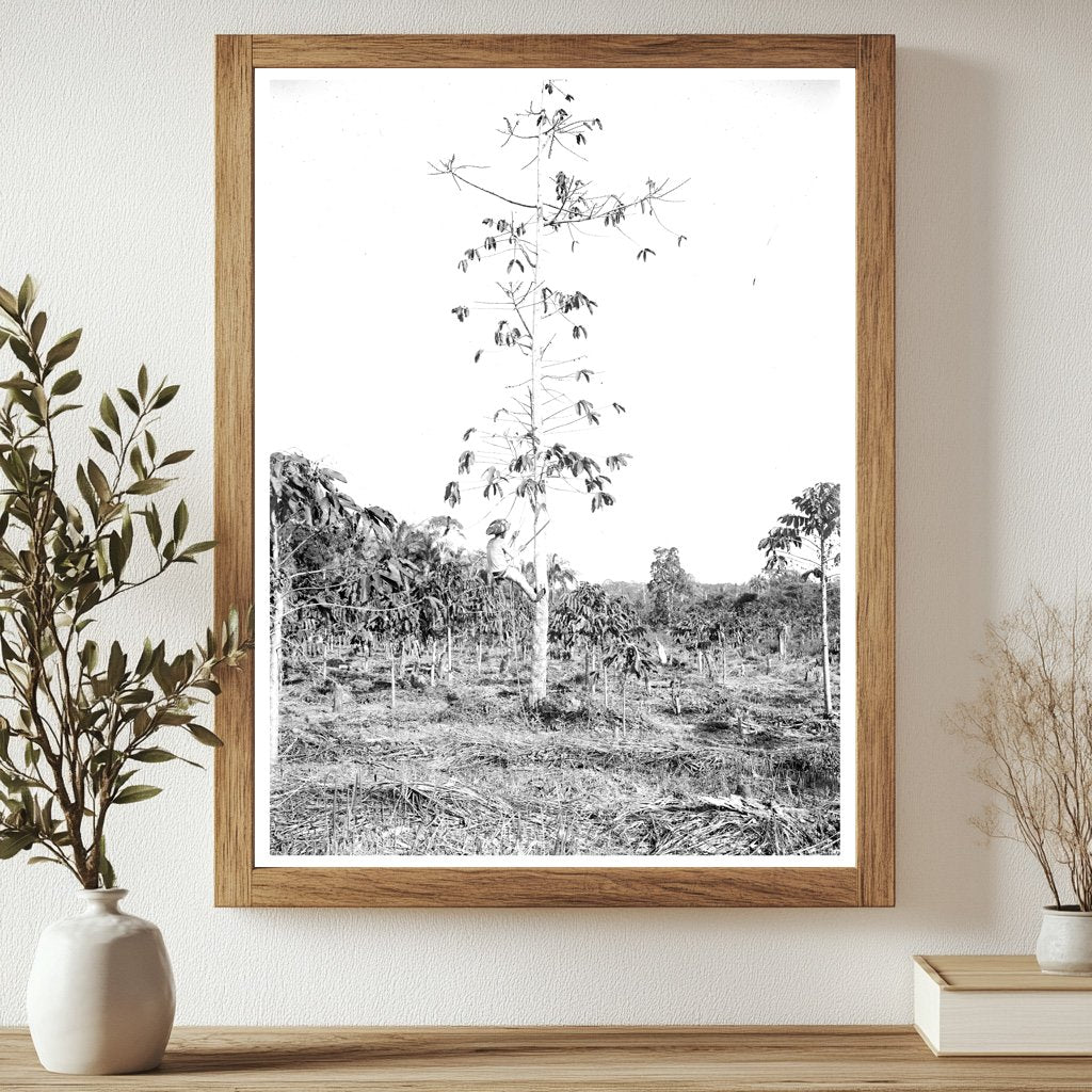 Historic Native tapping Cultivated Rubber Tree with Machete (New Way) Print, Vintage Art