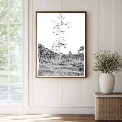 Historic Native tapping Cultivated Rubber Tree with Machete (New Way) Print, Vintage Art