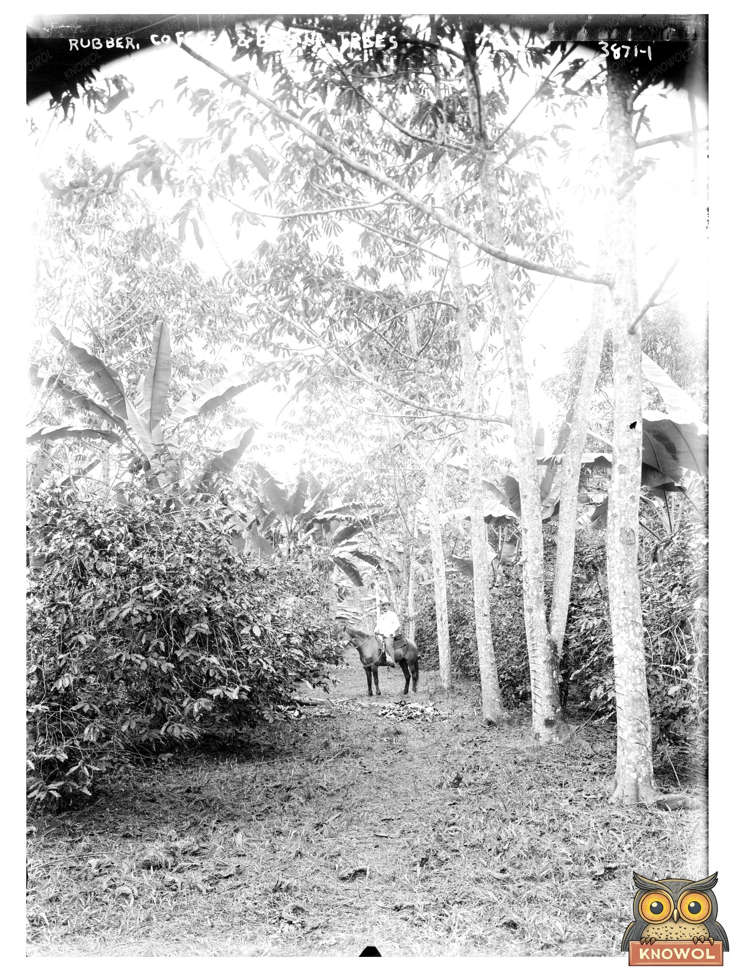 Historic Rubber, coffee, and banana trees Print, Vintage Art