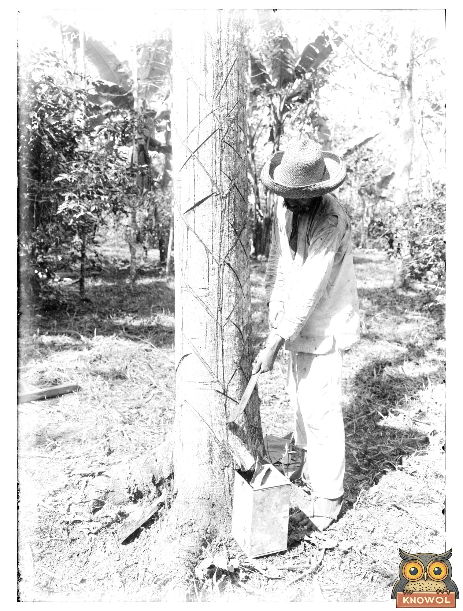 Historic Tapping Rubber Tree with machete (Old Way) Print, Vintage Art