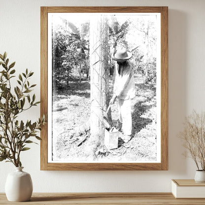 Historic Tapping Rubber Tree with machete (Old Way) Print, Vintage Art