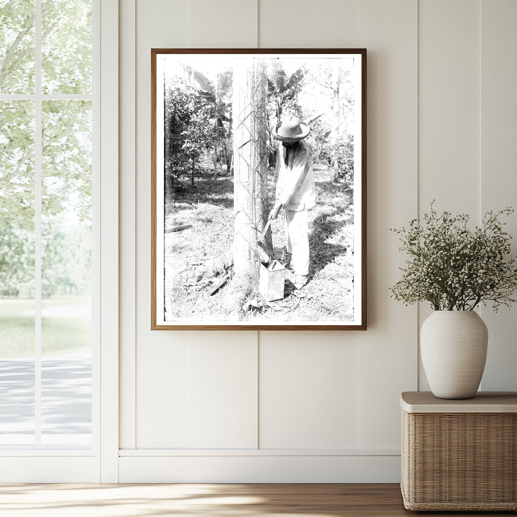 Historic Tapping Rubber Tree with machete (Old Way) Print, Vintage Art