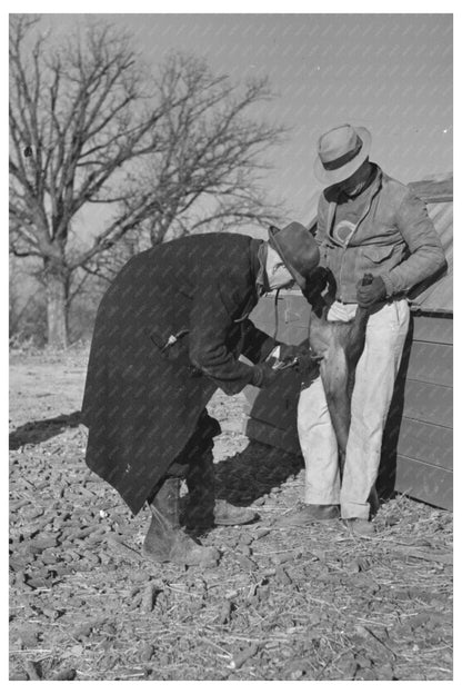 Vintage 1936 Pig Vaccination on Illinois Stock Farm