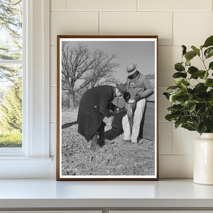 Vintage 1936 Pig Vaccination on Illinois Stock Farm