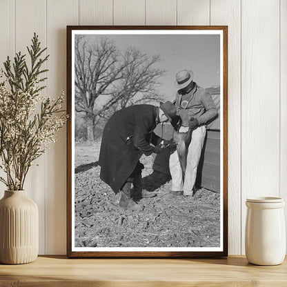 Vintage 1936 Pig Vaccination on Illinois Stock Farm