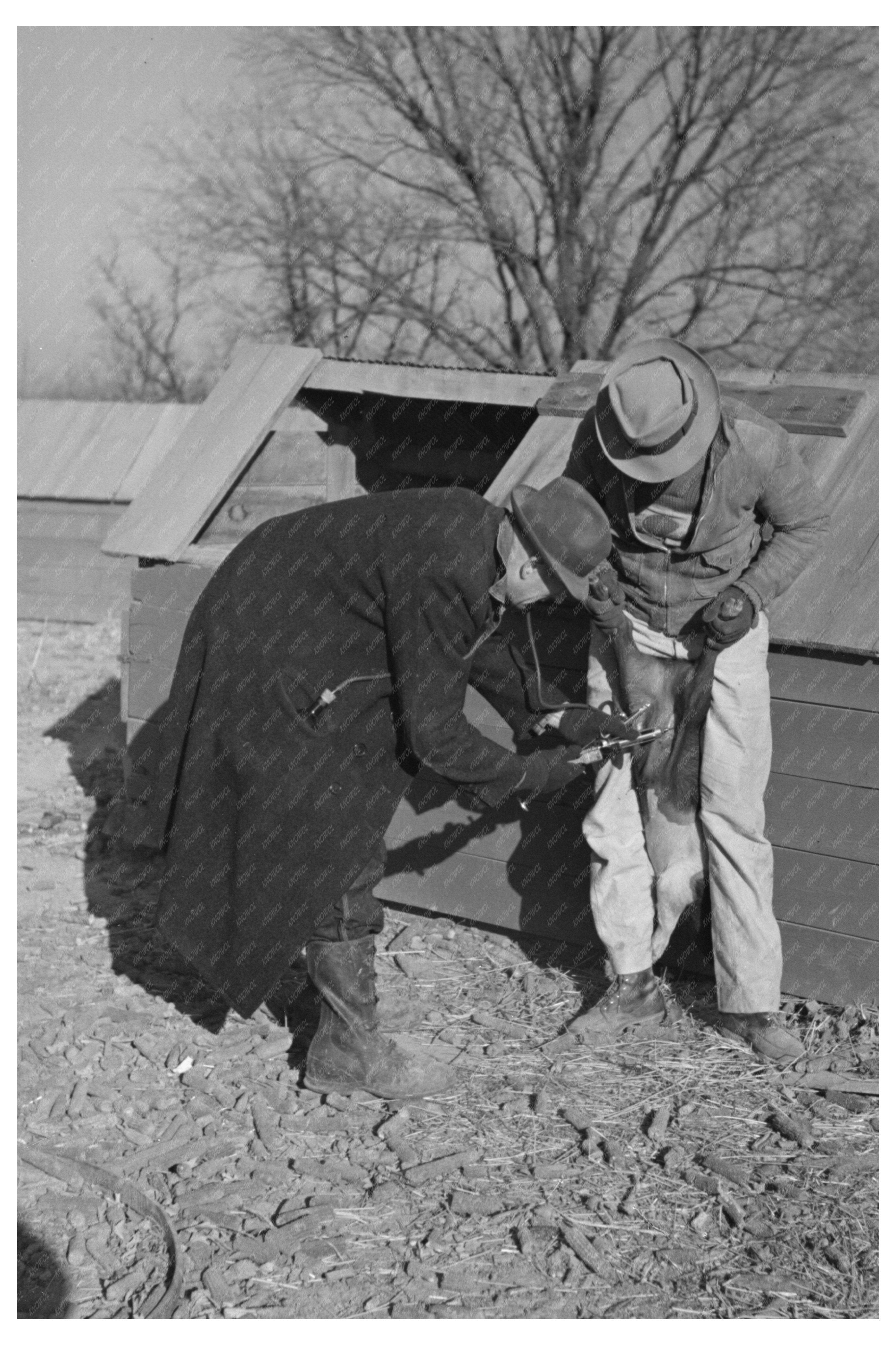 Vaccination of Pigs on Farm Aledo Illinois 1936