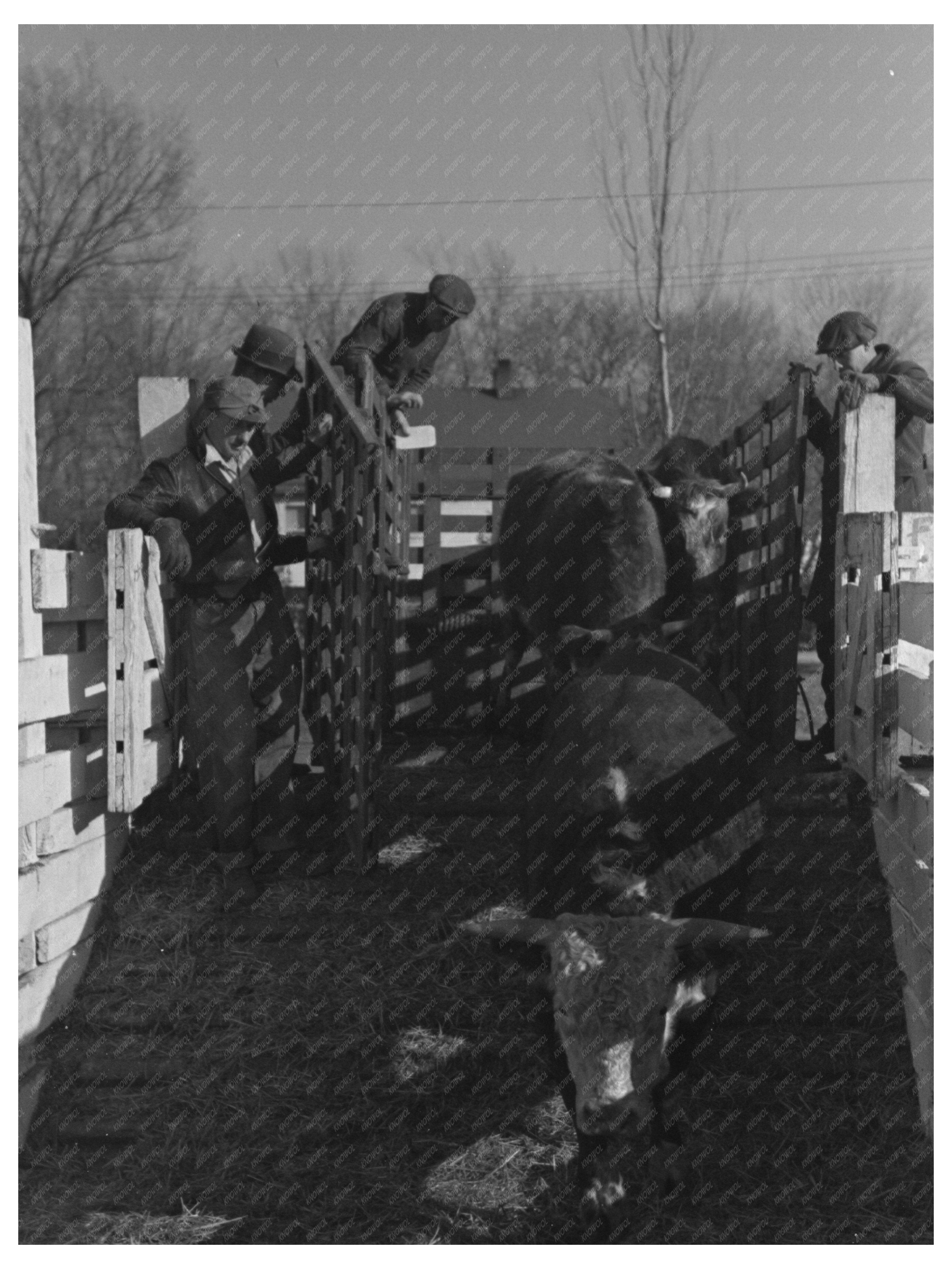 Vintage 1936 Stockyard Attendants Herding Hogs in Aledo