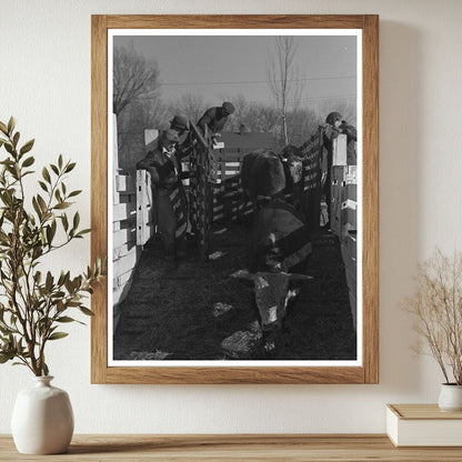 Vintage 1936 Stockyard Attendants Herding Hogs in Aledo