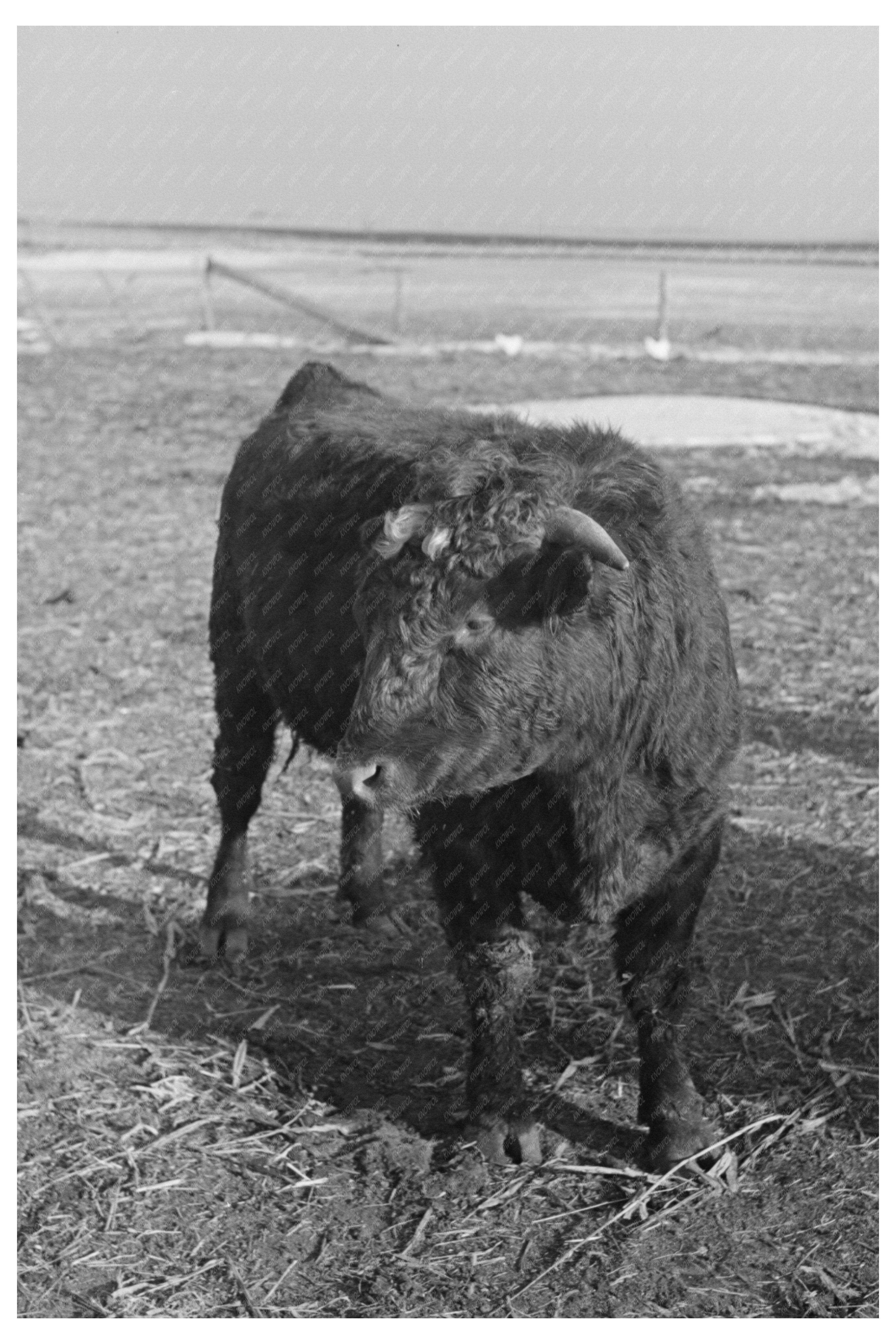 Shorthorn Cattle Herd in Estherville Iowa 1936