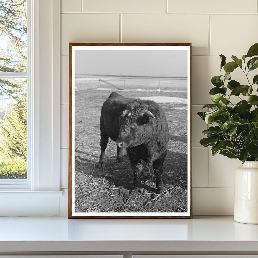 Shorthorn Cattle Herd in Estherville Iowa 1936