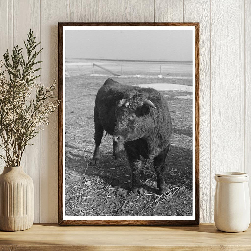 Shorthorn Cattle Herd in Estherville Iowa 1936