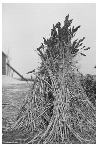 Sugarcane Fodder Farming in Emmet County Iowa 1936