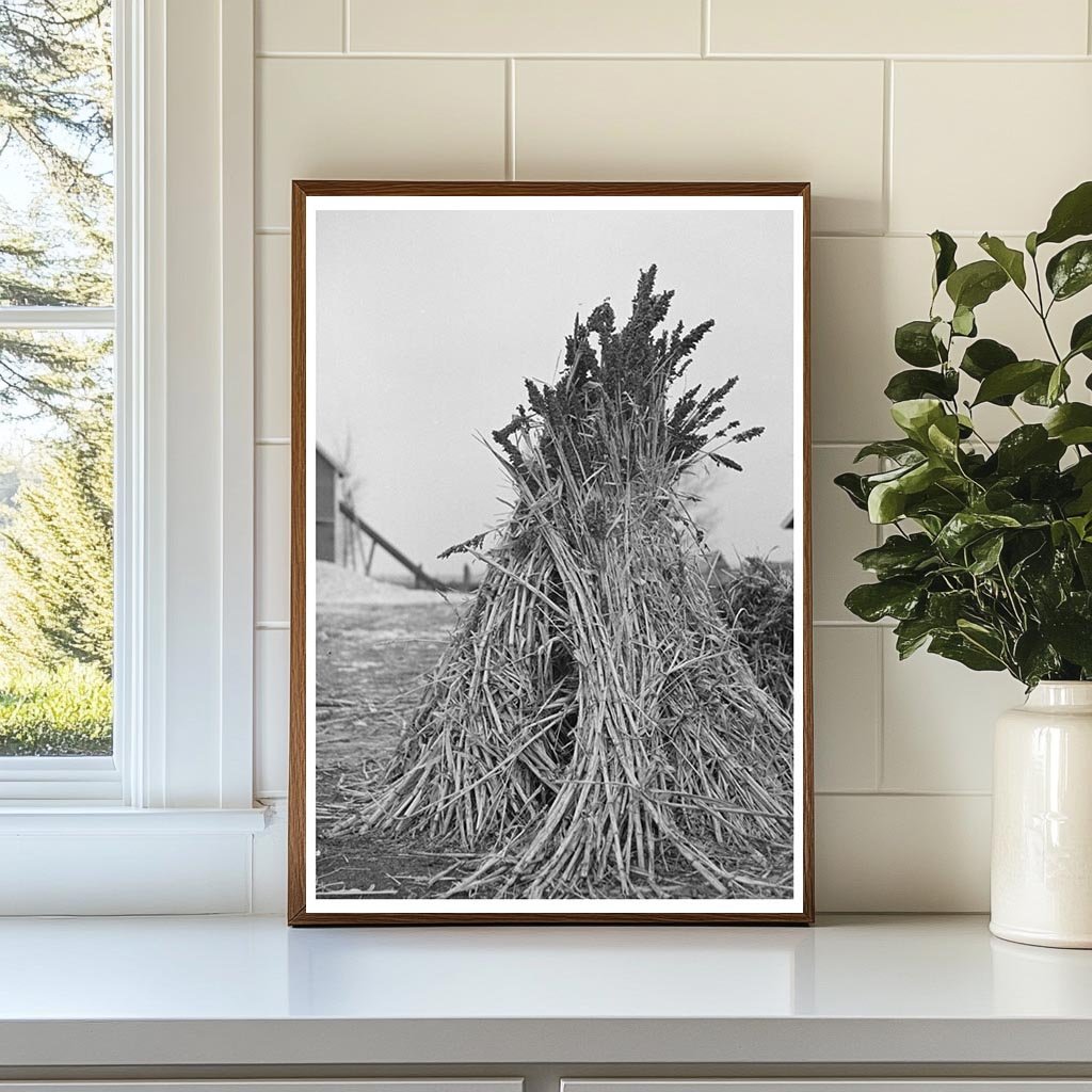 Sugarcane Fodder Farming in Emmet County Iowa 1936