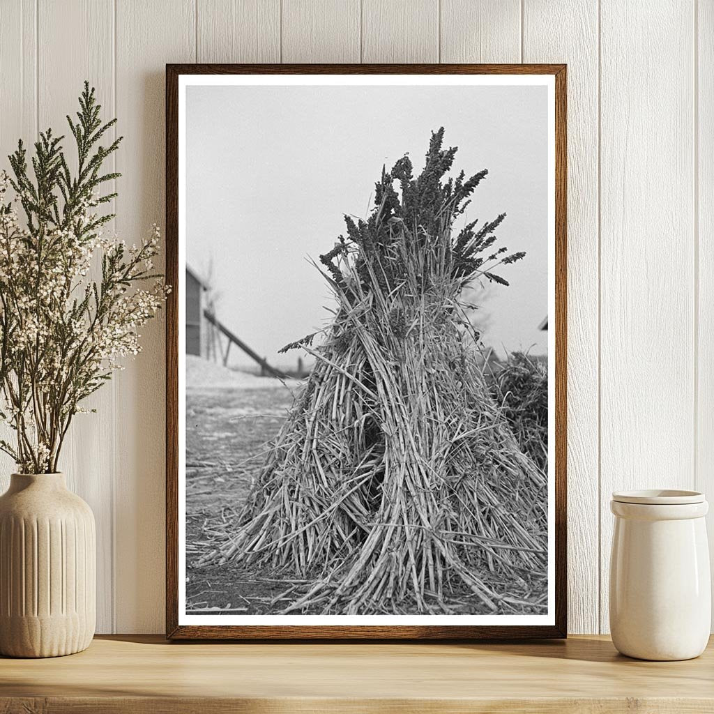 Sugarcane Fodder Farming in Emmet County Iowa 1936