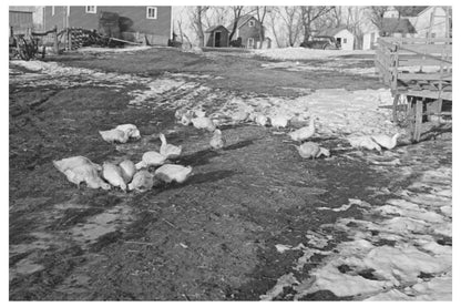 Bert Aldrich Farm Near Dickens Iowa December 1936