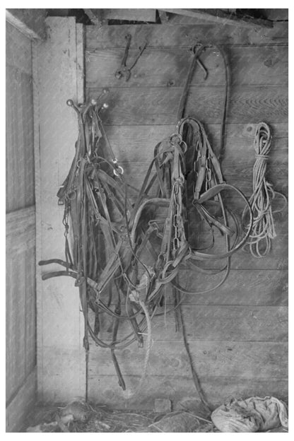 Harness in H.H. Tripps Barn Dickens Iowa December 1936