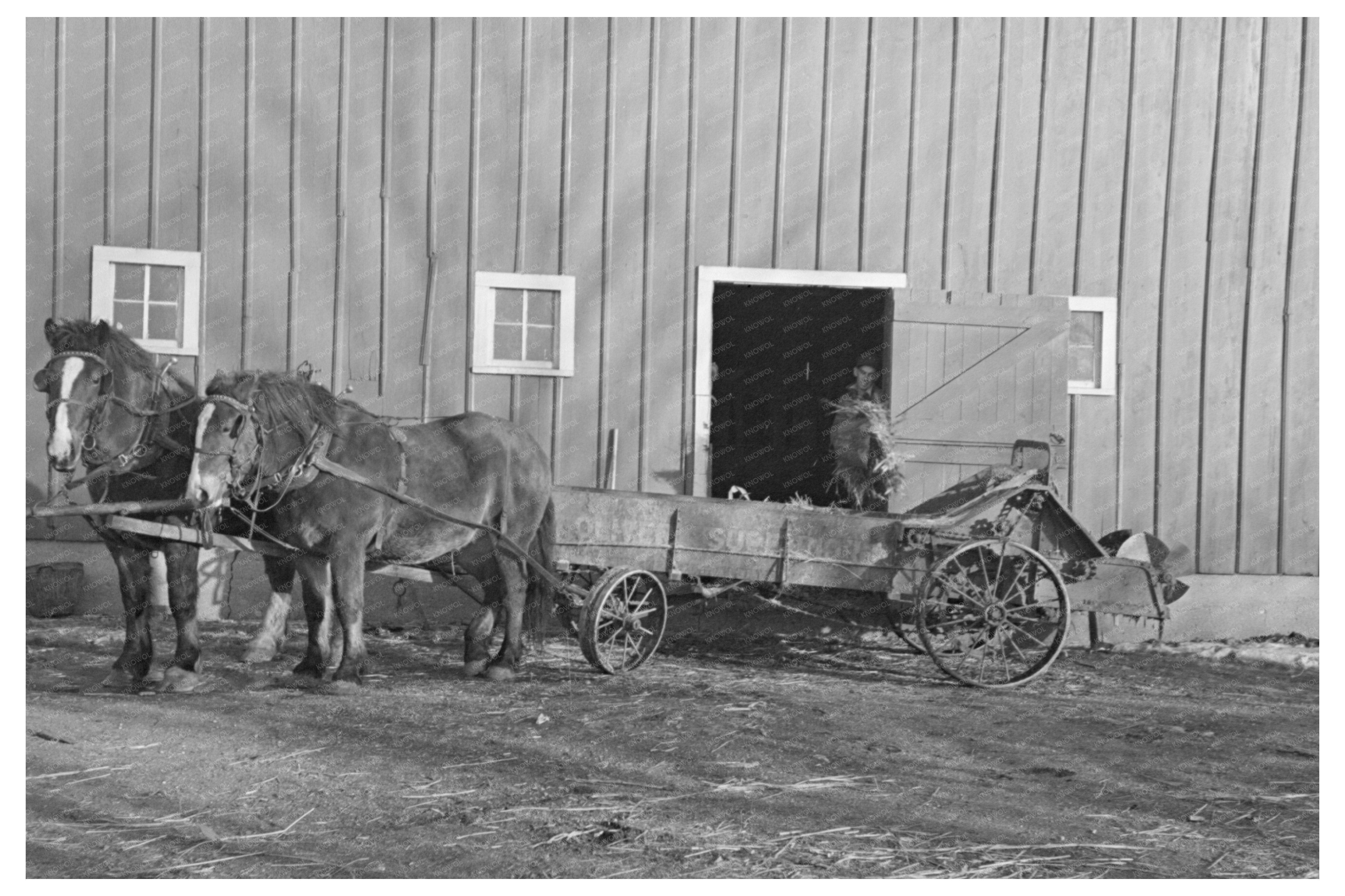 Vintage Manure Spreader Loading in Emmet County Iowa 1936