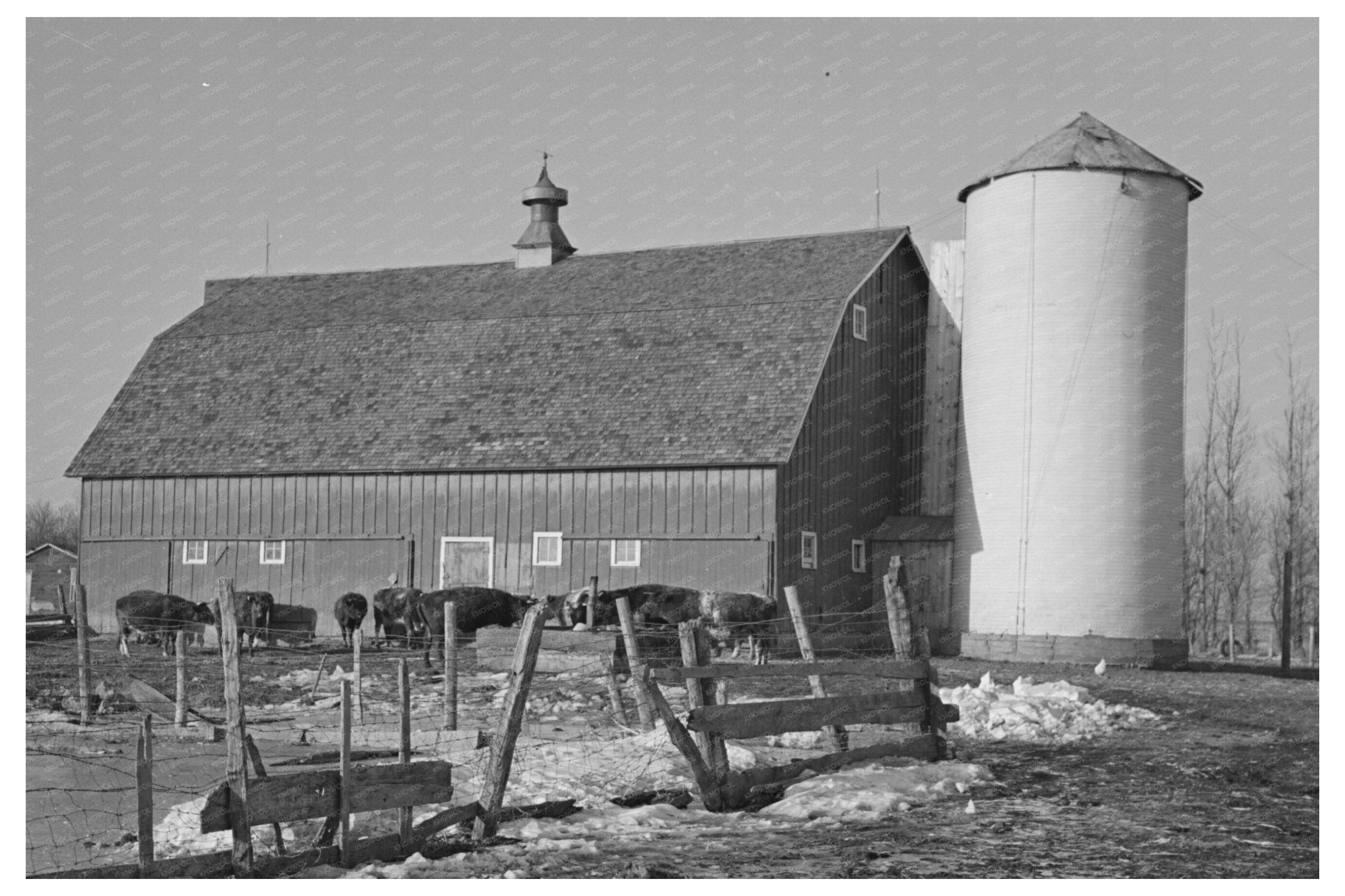 Farmyard Scene with Silo Barn and Cattle December 1936