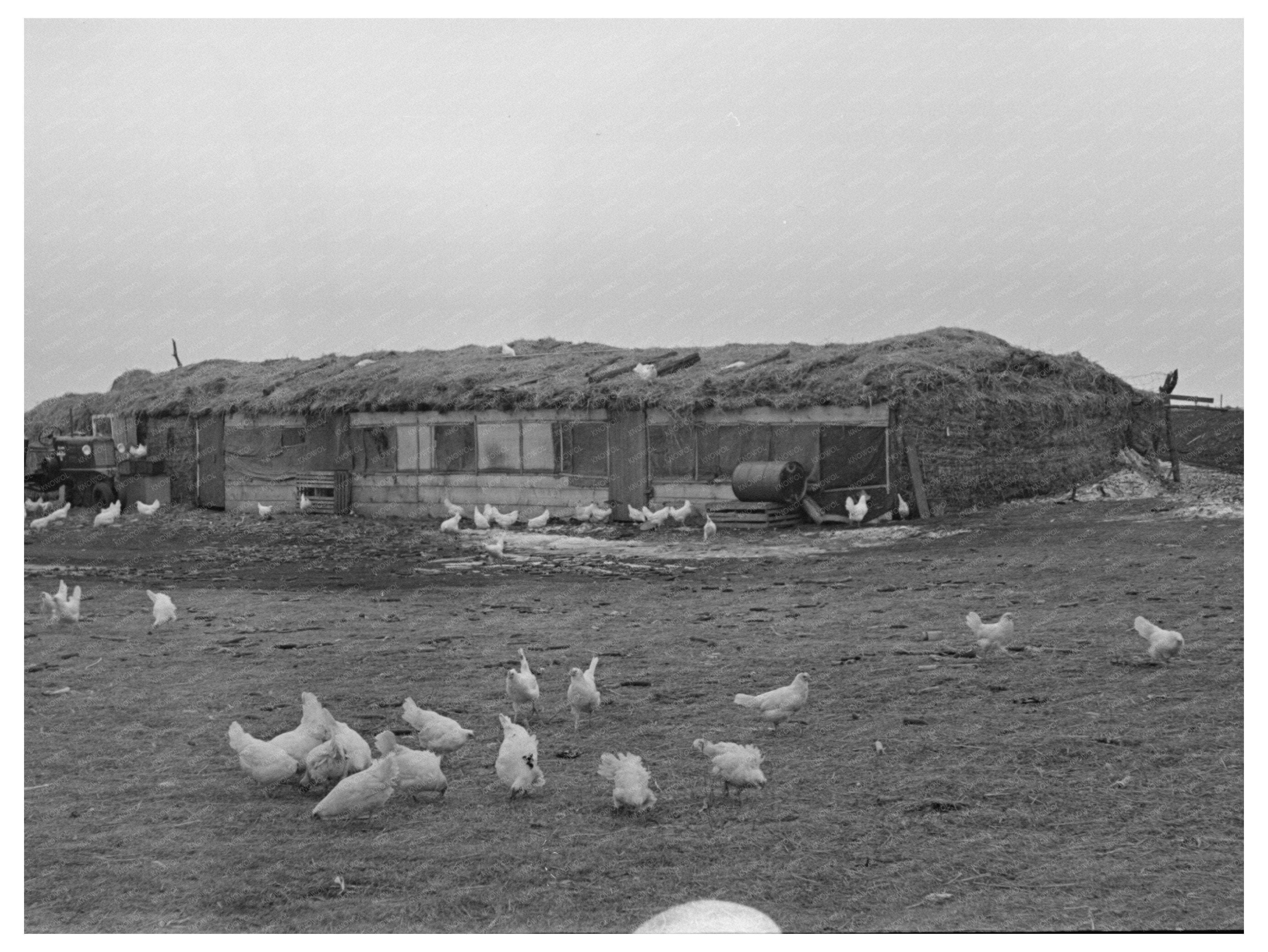 Straw Barn for Livestock in Armstrong Iowa 1936