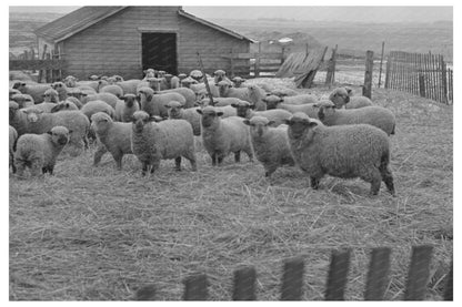 Sheep Grazing on Farm in Armstrong Iowa December 1936