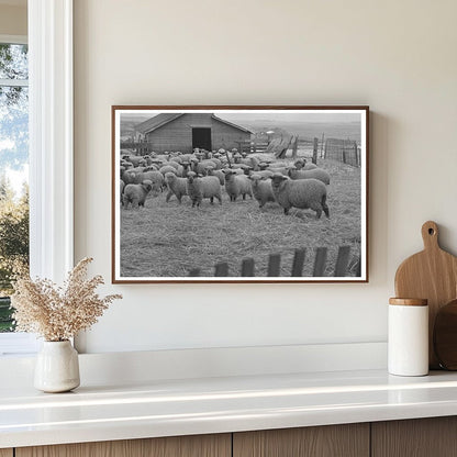 Sheep Grazing on Farm in Armstrong Iowa December 1936