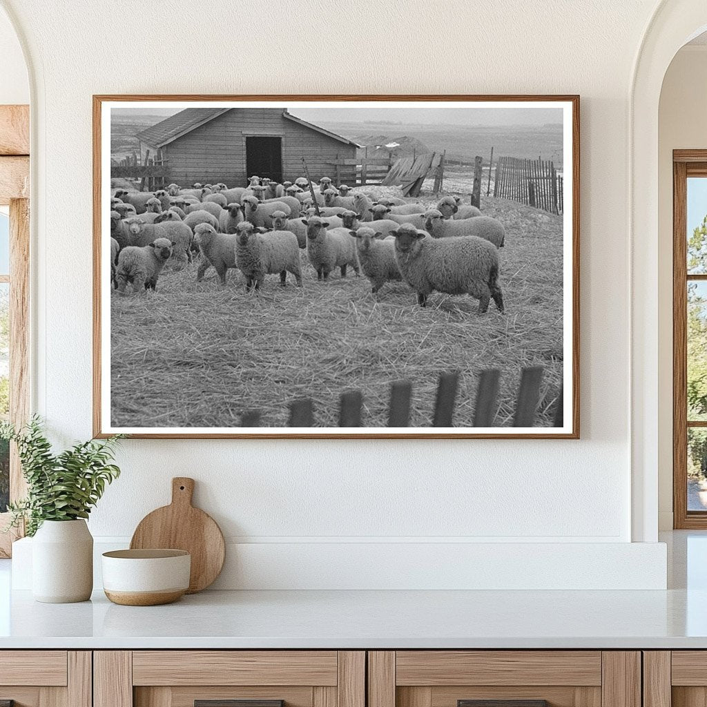 Sheep Grazing on Farm in Armstrong Iowa December 1936