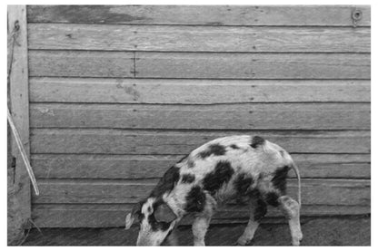 Hogs on William McDermott Farm Anthon Iowa 1936