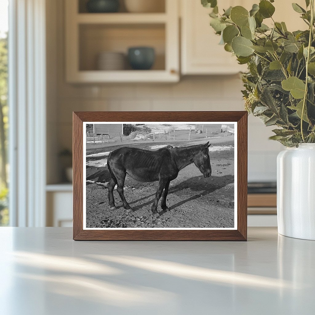 Blind Horse at Broken Windmill Glen Cooks Farm 1936