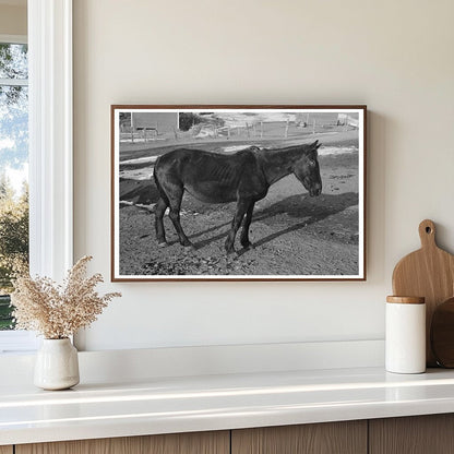 Blind Horse at Broken Windmill Glen Cooks Farm 1936