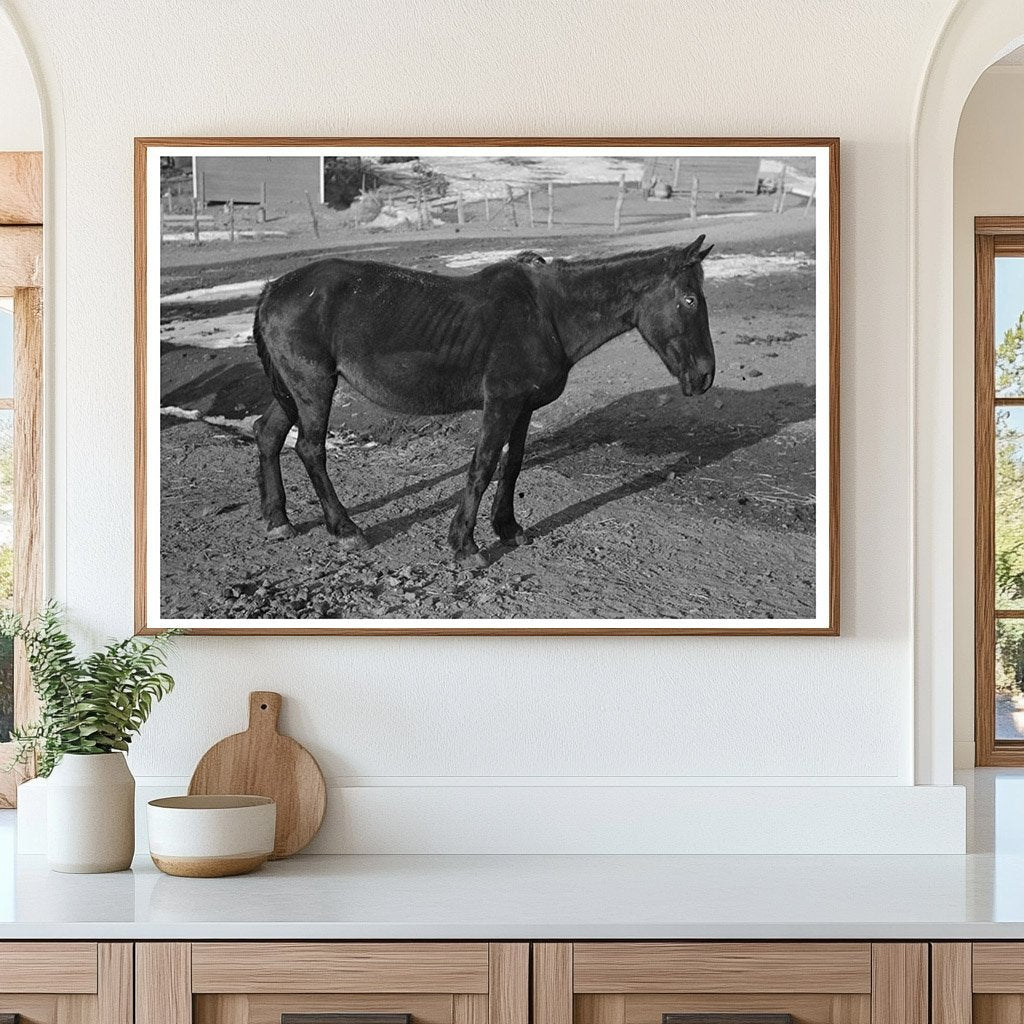 Blind Horse at Broken Windmill Glen Cooks Farm 1936