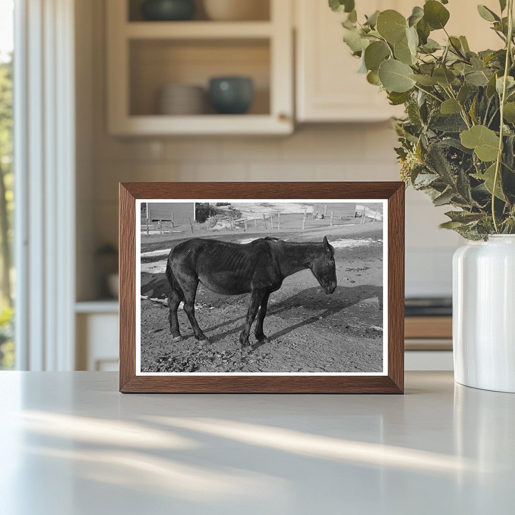 Blind Horse and Broken Windmill at Glen Cooks Farm 1936