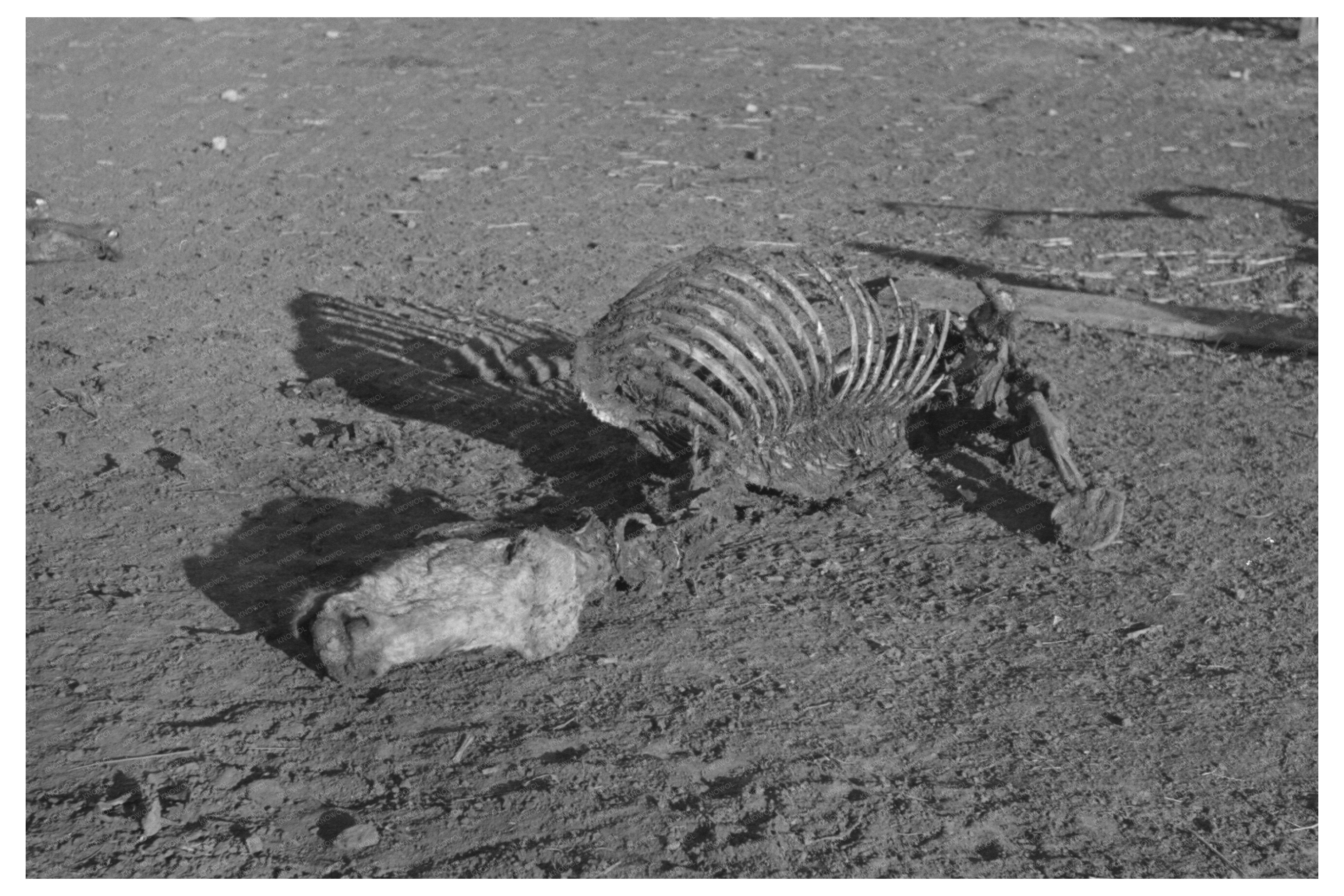 Horse Remains from Poor Feed in Iowa December 1936