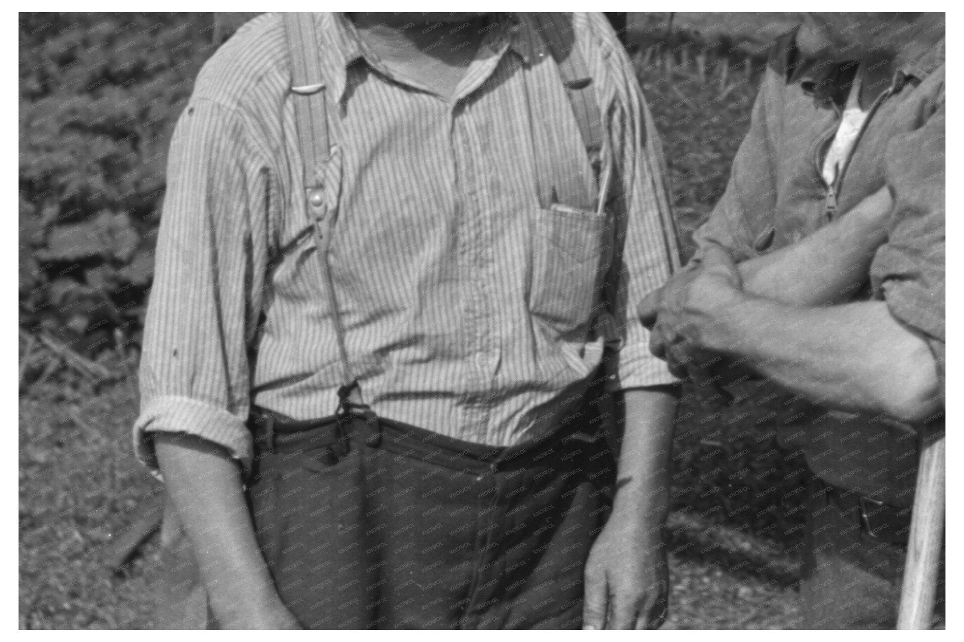 Workers Harvesting Peas in Wisconsin June 1937